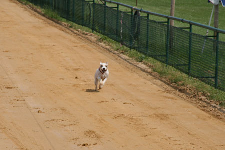 Hunderennbahn