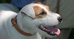 Parson Russell Terrier