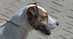 Parson Russell Terrier