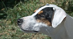 Parson Russell Terrier