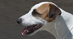 Parson Russell Terrier