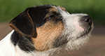 Parson Russell Terrier