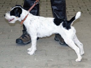 09_Creta vom Birnbaumer Schloss kopie